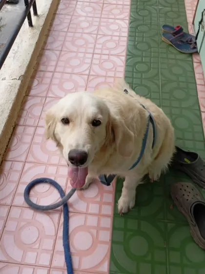 Muffy/Akira, a 3-year-old female Golden Retriever, on a balcony. Her owner, a vegetable vendor, can no longer afford her care.