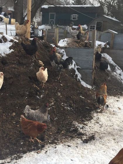 A wide view of the chicken yard in winter, showing how the flock moves between their coops and the various compost piles. This system provides them with food and enrichment year-round.