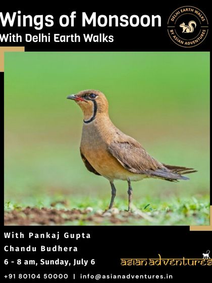 Urban Bird Watching photo 29