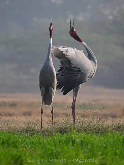 The haunting, sonorous duet of a pair of Sarus Cranes is one of the most evocative sounds of the Indian wetlands. Witnessing and photographing such intimate bonding rituals connects us deeply to the natural world.