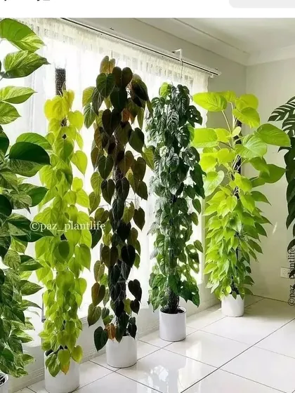For those who love lush, climbing plants, I offer beautiful specimens on moss poles. This collection shows different types of Pothos and Philodendrons that can create a stunning vertical green wall indoors.