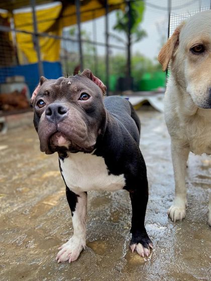 Sultan and his Labrador friend enjoying the outdoors together during a rain shower.
