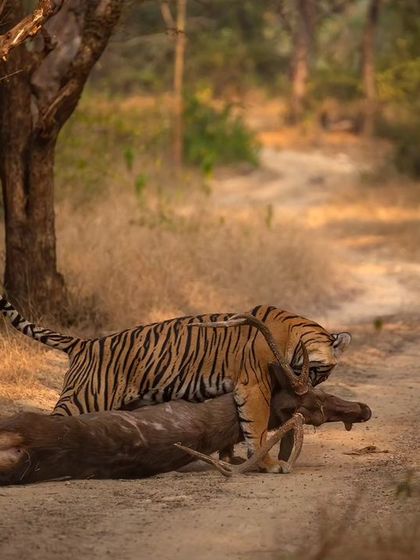 Sultana dragging her massive sambar kill. The sheer strength required for this is astounding and showcases the power of these apex predators.