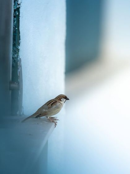 A house sparrow perched on a window ledge. The soft blue tones and bright light create a peaceful and hopeful mood. These birds are a constant, cheerful presence in urban life.