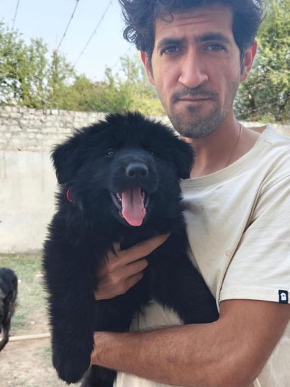 Another pup from the "FireArm" litter. This solid black male shows the classic look and confident demeanor we expect from this pairing.