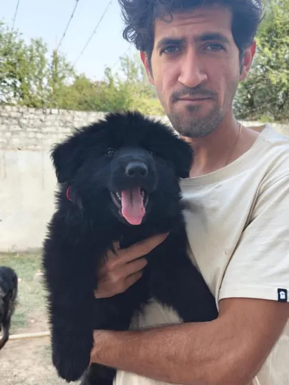 Another pup from the "FireArm" litter. This solid black male shows the classic look and confident demeanor we expect from this pairing.