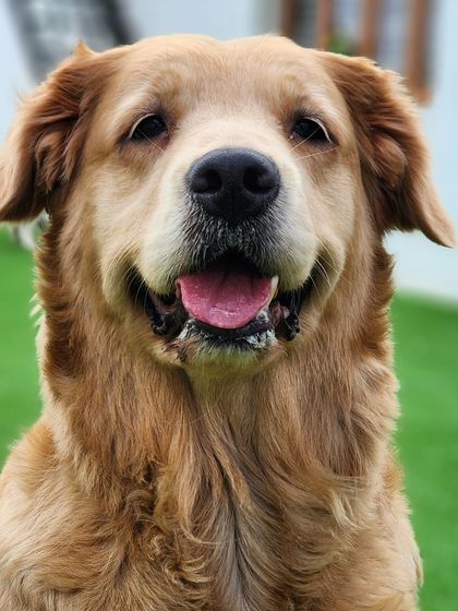 A happy Golden Retriever face to make your day better.