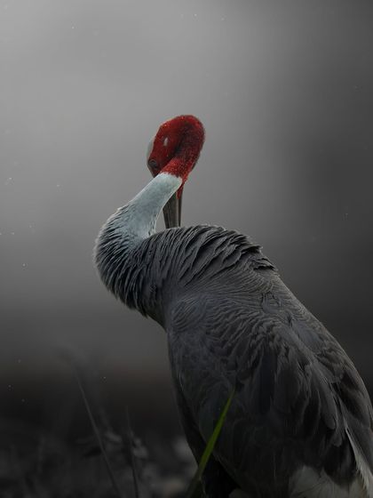 A portrait of a Sarus Crane at Dhanauri Wetland, with its striking red head standing out against a dark, moody background. I am always thankful that these wetlands provide a safe home for such beautiful creatures.