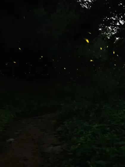 The magical dance of fireflies in a small, surviving pocket of Gurgaon. Our night walks are not just about tracking big animals; they are about experiencing the bioluminescent wonders that light up the dark.