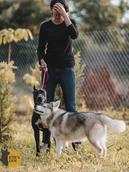 Here's Rocky the Husky making a new friend with Desmo the Pitbull. It's always great to see different breeds getting along so well under our care.