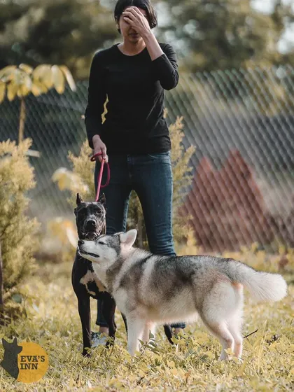 Best buds in the making. Rocky the Husky and my own dog Desi getting to know each other. I carefully introduce new dogs to the pack to ensure everyone gets along.