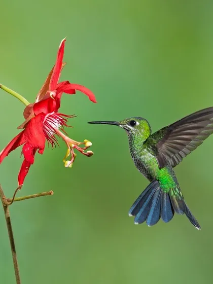 A duplicate of image 81, this Green-crowned Brilliant hummingbird demonstrates the precision flight needed to navigate dense foliage for food.