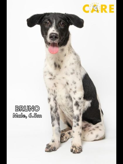 Charlie's Animal Rescue Centre - Animal Rescue & Adoption Ready for a Home: Adopt a Dog photo 3
