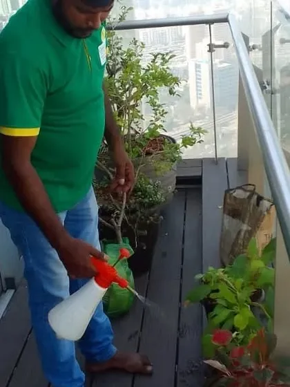Our team at work on a high-rise balcony, providing routine spraying and care. We are experienced in managing gardens in all types of urban residential settings.