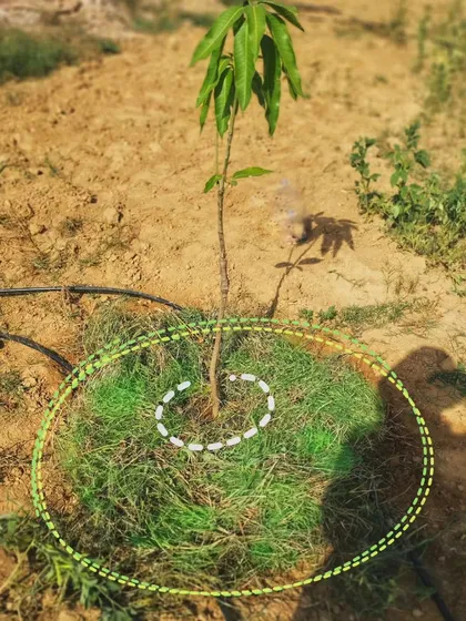 Mulching is another simple yet powerful technique we use. Applying a layer of grass or other organic material around newly planted trees, like this mango sapling, helps conserve soil moisture and protect the roots.