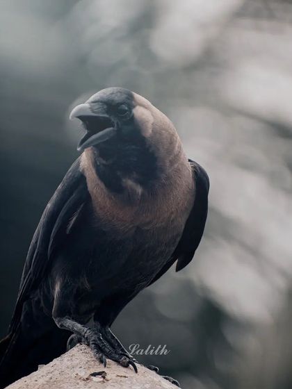 Lalith - Wildlife & Nature Photography Bird Portraits: Up Close & Personal photo 27