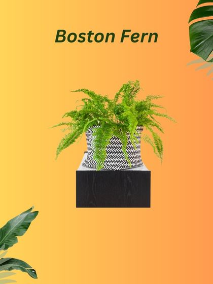 Plant Care & Our Catalog photo 8