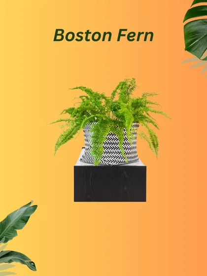 This graphic highlights the Boston Fern, a classic indoor plant with feathery fronds that adds a touch of lush, green texture to any space.