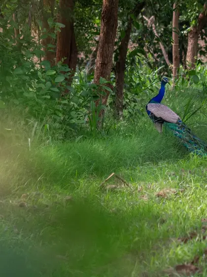 An Indian Peafowl in the lush green grass of the monsoon season. This shot proves you don't always need a huge lens; this was taken with a 50mm, focusing on the animal in its environment.