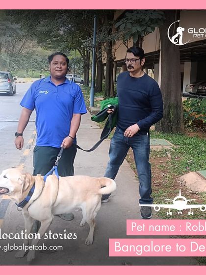 Global Pet Cab - Domestic Pet Relocation Air Travel: Flying Your Pet Safely photo 16