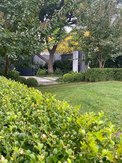 A view of a lush front garden, showcasing our layered planting approach. The deep green of the Buxus hedges provides a perfect backdrop for the trees and other shrubs.