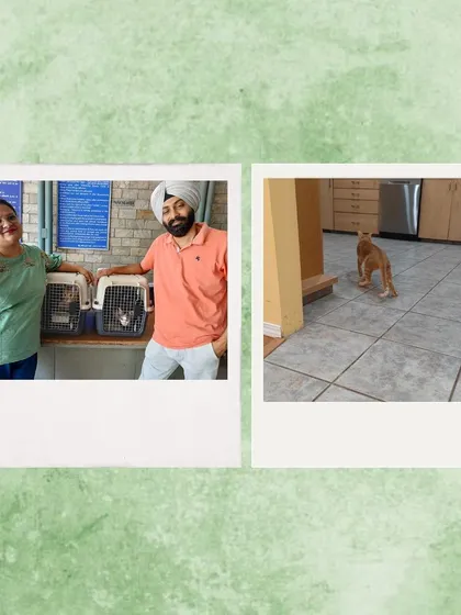 A photo from a happy client whose cats we relocated. Visual proof of a successful journey!