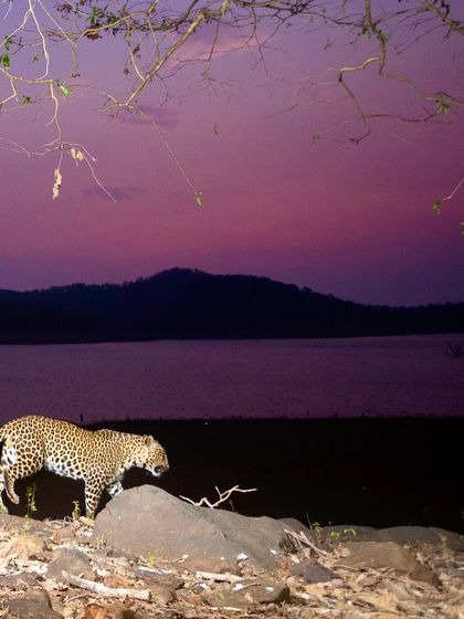A leopard pauses during its sunset walk by the backwaters, captured by my remote camera system.