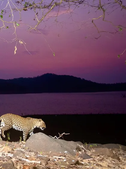 A leopard pauses during its sunset walk by the backwaters, captured by my remote camera system.