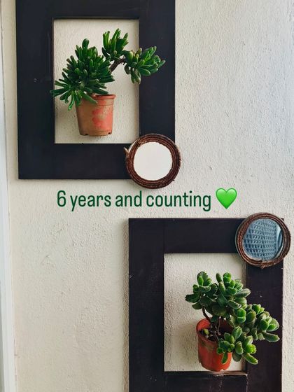 Six years and still going strong! The paint on the pots may have faded, but the succulents are thriving. This shows that wall-mounted plants are often safer from damage and can live for a very long time.