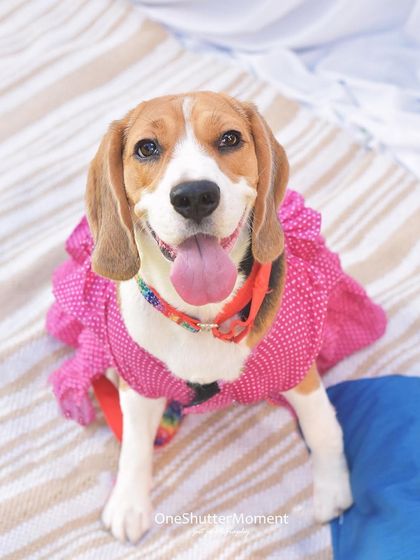 Priyanka - Themed & Special Occasion Pet Photography Outdoor Explorers photo 6