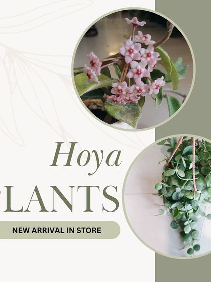 We are excited to have Hoya plants back in stock. Known for their waxy leaves and fragrant, star-shaped flowers, they are a beautiful trailing plant for any home.