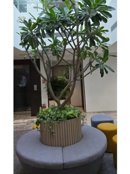 For this corporate common area, I installed a large Plumeria tree as a central feature, complete with integrated circular seating. This isn't just a plant, it's a functional biophilic installation that becomes a natural gathering spot for employees.