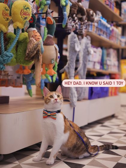 Zigly - Pet Supplies From Our Community: Happy Pets & Parents photo 52