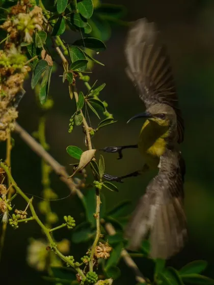 A female Purple-rumped Sunbird in mid-flight, its wings a blur of motion as it hovers near a flower.