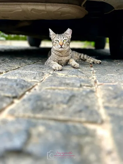 A duplicate of the color version of the cat.