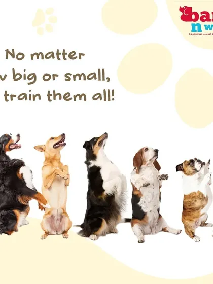 We truly believe that every dog can learn and benefit from training. This is our promise to you, whether you have a tiny terrier, a large retriever, or any breed in between, our methods are adapted to fit their unique personality and needs.