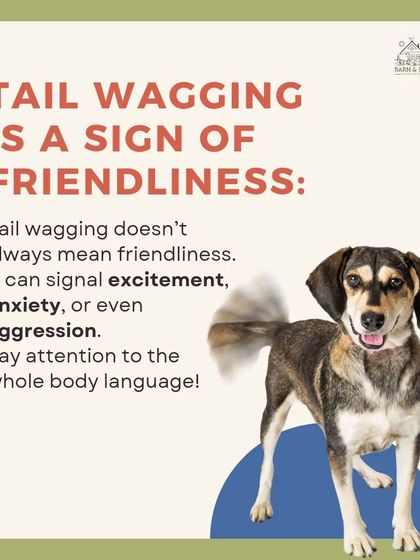 While a wagging tail can mean happiness, it can also signal anxiety or even aggression. We teach you to understand your dog's complete body language to better interpret their feelings and needs.