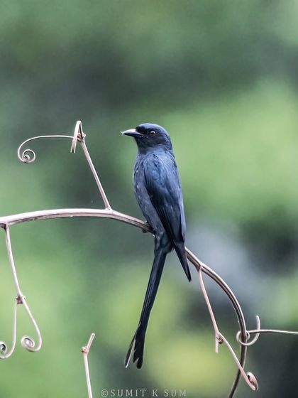 A Bronzed Drongo, smaller and shinier than its common cousin. Its deeply forked tail and metallic sheen are key identification features.