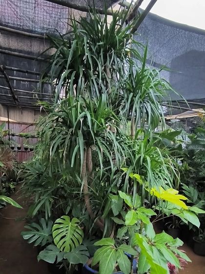 Large Statement Plants for Outdoors & Indoors photo 18