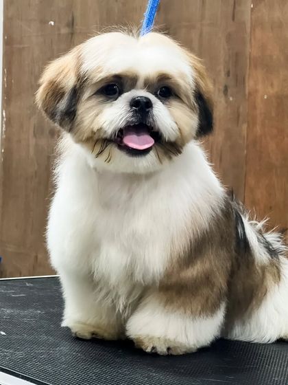 Pets Forever - Full Service Dog Grooming Shih Tzu Styling: My Specialty photo 22