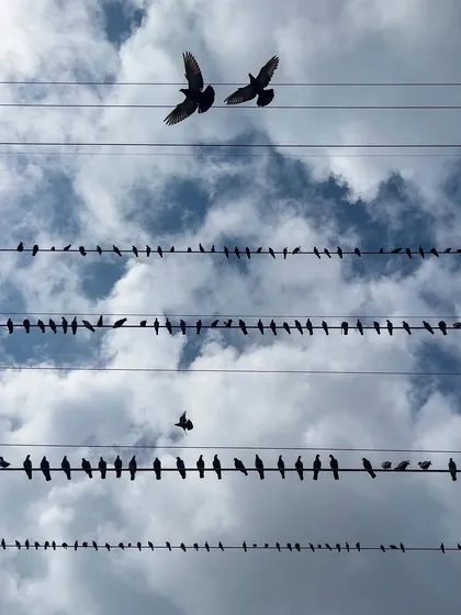 Two birds fly in sync above the others perched on the wires. This photograph captures a fleeting moment of partnership and symmetry in the sky.