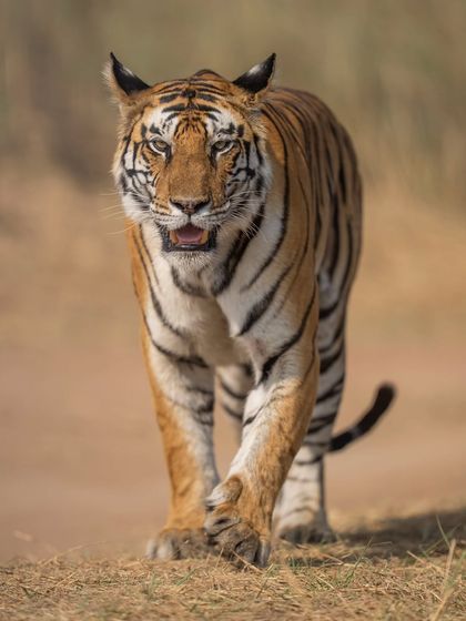 The Queen of Panna, P141, on patrol with her cubs. We anticipated her path, drove ahead, and waited for her to emerge around the bend for this clean, powerful shot.