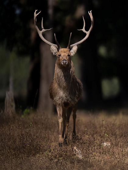 A handsome male Barasingha (Swamp Deer) in Kanha National Park, spotted just as we were exiting the gate. A beautiful end to a winter tour.
