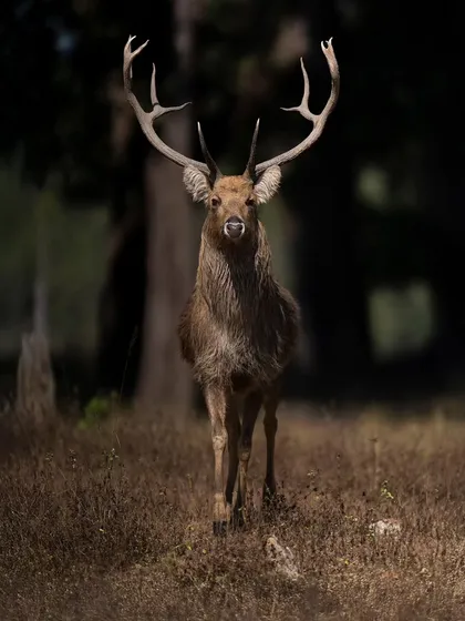 A handsome male Barasingha (Swamp Deer) in Kanha National Park, spotted just as we were exiting the gate. A beautiful end to a winter tour.
