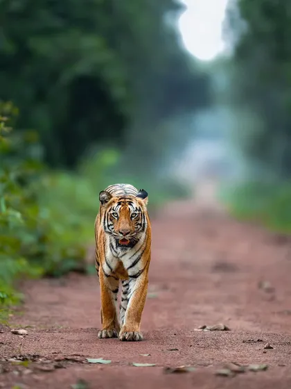 Ganesh, the T-120 tiger, confidently striding down a jungle path in Ranthambhore. The soft, diffused background helps the subject stand out, creating a classic portrait.