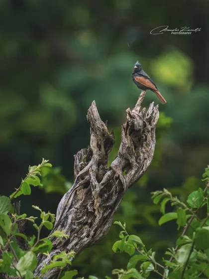 A Crested Bunting perched atop a dead tree, surveying its territory. This shot gives a sense of the bird's commanding presence in its environment.