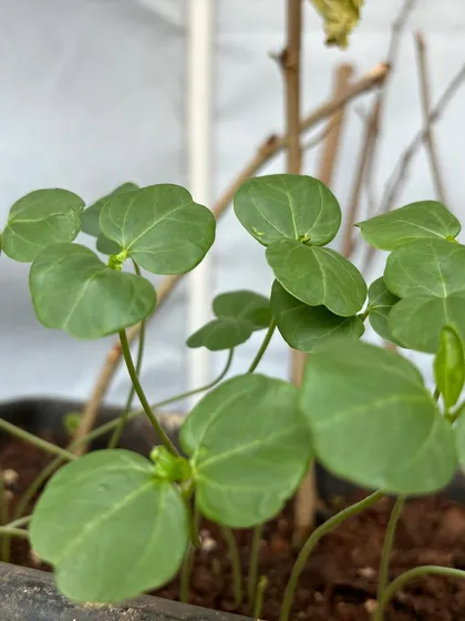 A close-up of healthy seedlings just a few weeks old. Growing plants from seed is incredibly rewarding and a cost-effective way to fill your garden with plants you've nurtured from the very beginning.