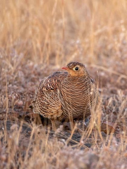 The beautiful, intricate patterns on a Rock Bush Quail, blending perfectly with the dry grass. This photo is all about texture and camouflage.