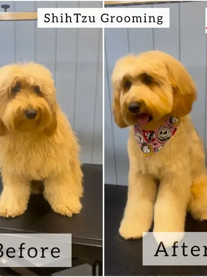 This before-and-after shot of a Shih Tzu shows how a good grooming session can completely change your pet's look and mood. After the trim, this dog looks happier and more comfortable.