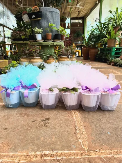 A row of beautifully wrapped plant gifts ready for a bulk order. The delicate tulle wrapping in different colours adds a soft, elegant touch.